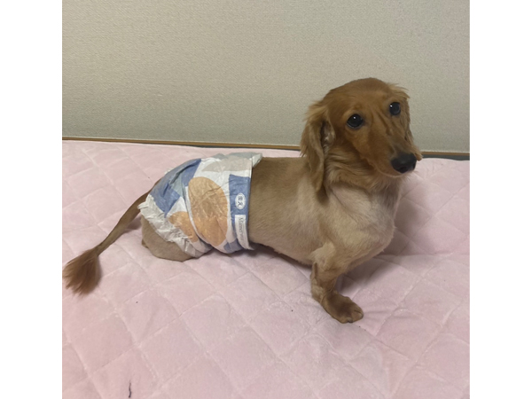 卒業犬しゅんすけくんのサマーカット♪